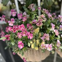 パンジー,ビオラ,ロータス ブリムストーン,ガーデニング,ビオラ・パンジーの画像