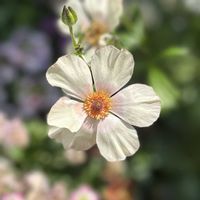 ラナンキュラス,ラナンキュラスラックス,ラナンキュラスラックス メリッサ,ガーデニング,キンポウゲ科の画像