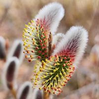 ネコヤナギ,公園,素敵な出会いに感謝,雌雄異株の画像