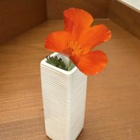 ハナビシソウ,ベテラン乙女倶楽部の画像