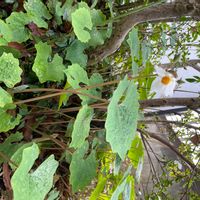 シラユキゲシの画像