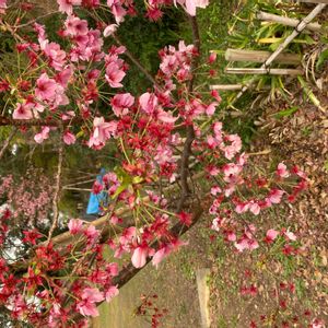 オカメザクラの画像