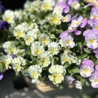 パンジー,ビオラ,ビオラ　コルティルーチェ,ガーデニング,ビオラ・パンジーの画像