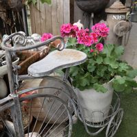 ゼラニウム,ユリオプスデージー,芝桜,今日の一枚,玄関前の画像