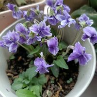 ニオイスミレの画像