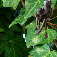 クリスマスローズ,ヘデラ,アイビー,アイビー（ヘデラ）,いつもありがとうの画像