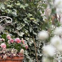 シジミバナ,シジミバナ,シジミバナ,アイビー,アイビーの画像