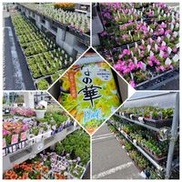 お庭作り中,広い庭,家庭菜園の画像