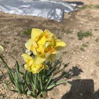 家庭菜園の画像