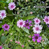 フェリシア,ガーデニング,花のある暮らし,おうち園芸,小さな庭の画像