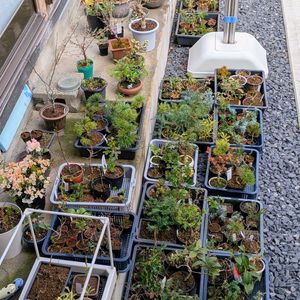 盆栽苗木達,盆栽,ミニ盆栽,盆栽苗木,まめ盆栽の画像