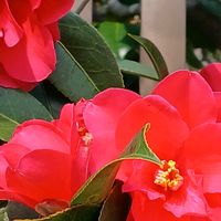 サザンカ,タンチョウソウ,ハルサザンカ,イワヤツデ,ゼンマイの画像