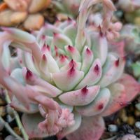 エケベリア 桃太郎,多肉植物,かわいい,多肉棚,三重県の画像