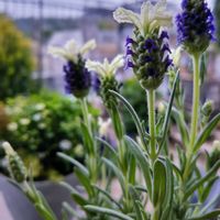 ラベンダー,フレンチラベンダー,ラナンキュラス　ラックス,ラナンキュラスラックス グレーシス,ハーブの画像