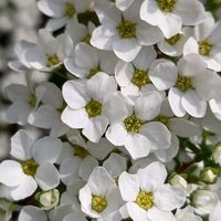 アリッサム,イベリス,シバザクラ,ユキヤナギ,ユキヤナギの画像