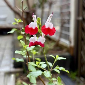 チェリーセージ ホットリップス,ハーブ,地植え,お花,ネコ好きの画像