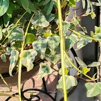 アリッサム,クローバー,ハボタン,ハボタン,アイビーの画像