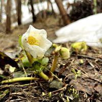 クリスマスローズ,クリスマスローズ,花のある暮らし,北海道,放置栽培の画像