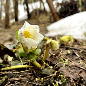 クリスマスローズ,クリスマスローズ,花のある暮らし,北海道,放置栽培の画像