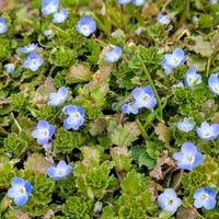 オオイヌノフグリの画像