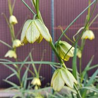 バイモ,フリチラリア,アミガサユリ,ユリ科,バイモ属の画像