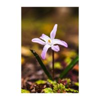 チオノドクサ,地植え,球根植物,ピンクの花,キジカクシ科の画像