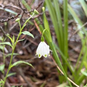 スノーフレーク,スノーフレーク(スズランスイセン),地植え,お花,ネコ好きの画像