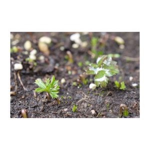 マイヅルソウ,新芽,山野草,植木鉢,多年草の画像