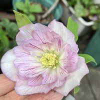 クリスマスローズ,クリスマスローズ　セミダブル,クリスマスローズ　セミダブル,クリスマスローズ ダブル,クリスマスローズ　実生の画像