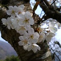 サクランボ,サクランボのお花,サクランボのお花,サクランボのお花,我が家の畑の画像