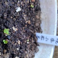 小松菜,発芽,スマホ撮影,プランター栽培,伝統野菜の画像