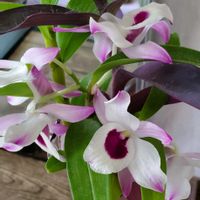 デンドロビウムの画像