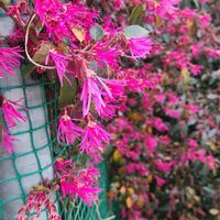 ベニバナトキワマンサクの画像