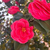 サザンカの画像