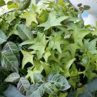 ハツユキカズラ,アイビー,アイビー,みずみずしい,若葉の季節の画像