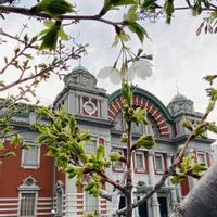 アジサイ,サイネリア,サイネリア,サクラ,サクラの画像