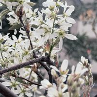 ジューンベリー,ディアシア ダーラ,ラナンキュラスラックスの画像