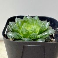 ハオルチア オブツーサ,ハオルチア オブツーサ,特窓オブツーサ,ハオルチア属,多肉植物 ハオルチアの画像