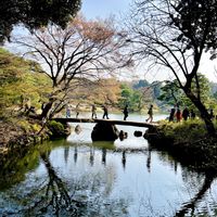 アオキ,クマザサ,ツバキ,リュウノヒゲ,お花見の画像