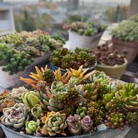 虹の玉,マッコス,葉挿しっこ寄せ植え♡,寄せ植え,葉ざしの画像