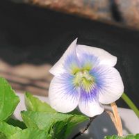 ティアレア,ヒメウツギ,ハルオコシ,アメリカスミレサイシン　プリケアナ,猫と植物と暮らすの画像