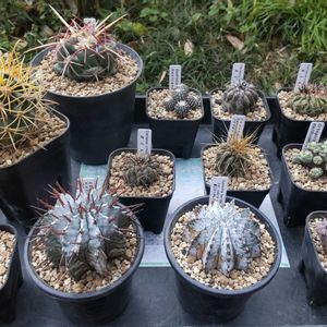 植え替え,珍奇植物,植中毒,千葉県,多肉男子の画像