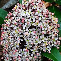 花かんざし,ハニーサックル,スキミア ルベラ,アニソドンティア　ピンククイーン,お花のある生活の画像