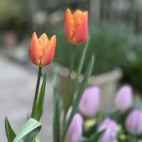 チューリップ,ガーデニング,秋植え球根,花のある暮らし,山盛りごはんとしらすのガーデニング日記の画像