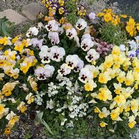 スカビオサ,ビオラ,クモマグサ,庭の画像