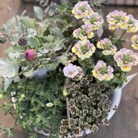 ヘデラ 雪ほたる,シレネ・ユニフローラ,ポレモニューム パープルレイン,斑入りブルーデージー,ネメシアメーテル・ミッドナイトブルーの画像