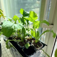 小かぶ,水耕栽培,おうち園芸,家庭菜園の画像