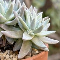 ホワイトグリーニー,ダドレアホワイトグリーニー,多肉植物,鉢植え,花芽の画像