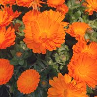 キンセンカの画像