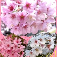 サクラ,トマト,レタス,さくら サクラ 桜,さくら サクラ 桜の画像